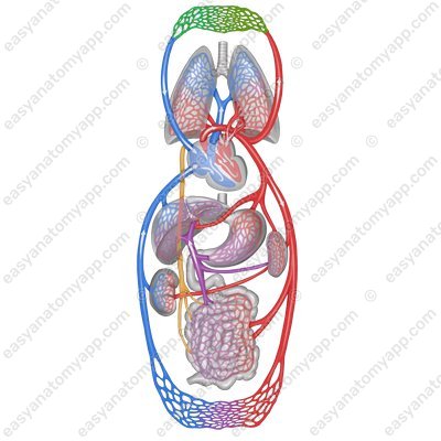 Microcirculation of tissues and organs